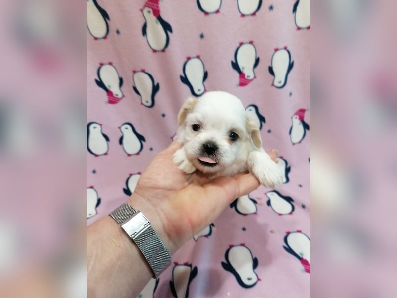 Shih Tzu Welpen weiss
