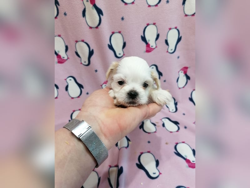 Shih Tzu Welpen weiss