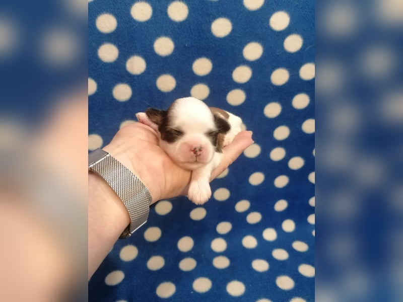 Shih Tzu Welpen