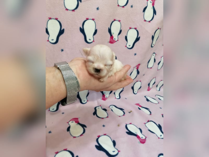Shih Tzu Welpen weiss