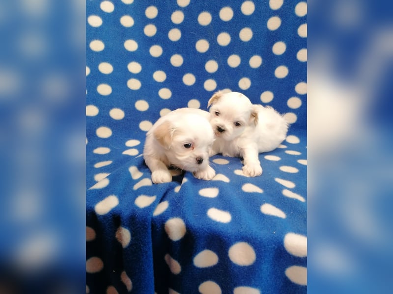Shih Tzu Welpen weiss