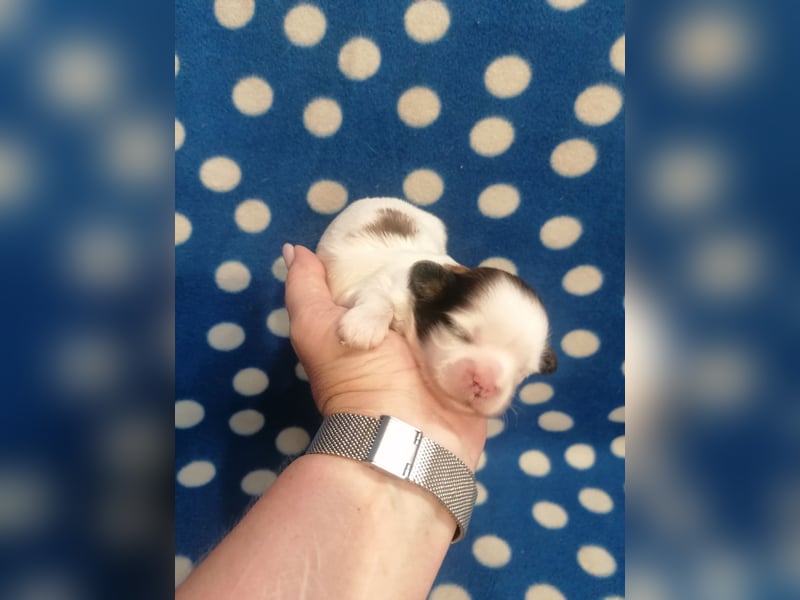 Shih Tzu Welpen