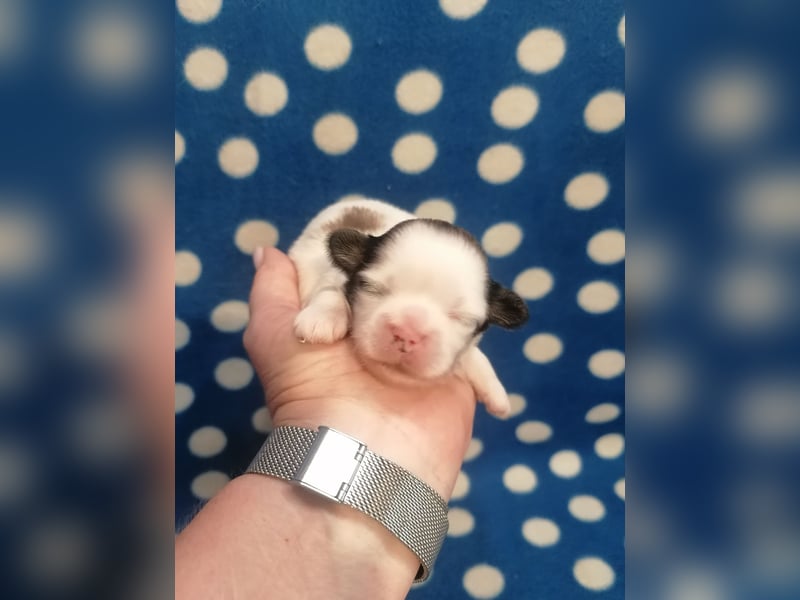 Shih Tzu Welpen