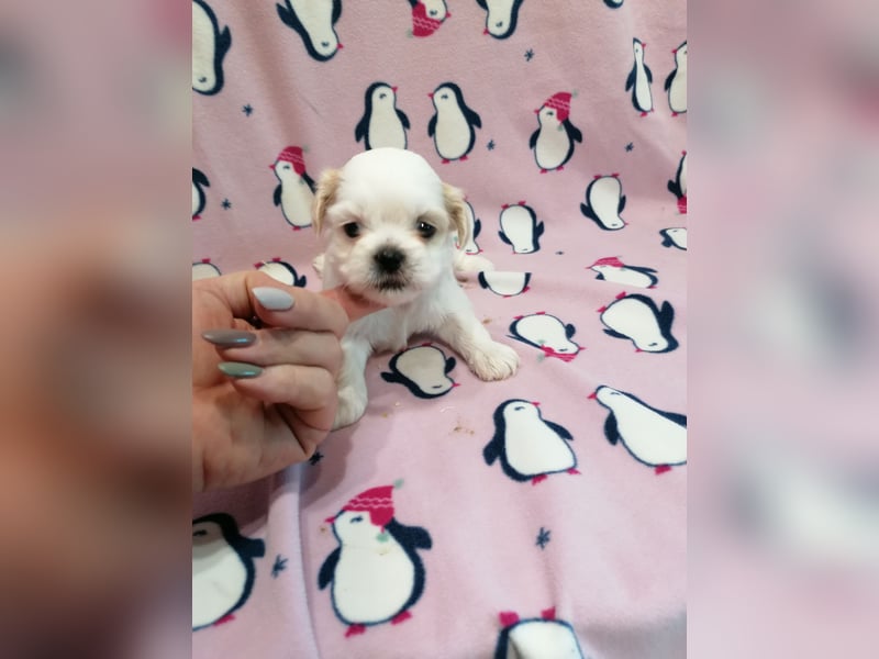 Shih Tzu Welpen weiss
