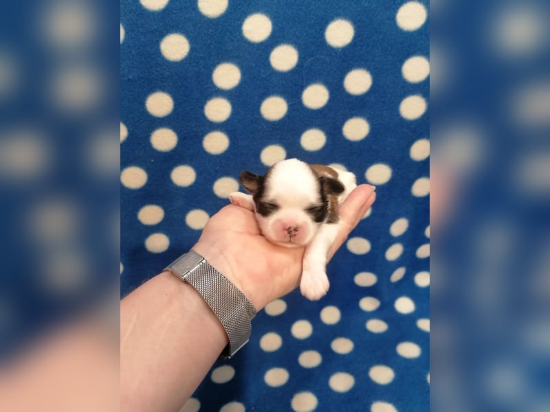 Shih Tzu Welpen