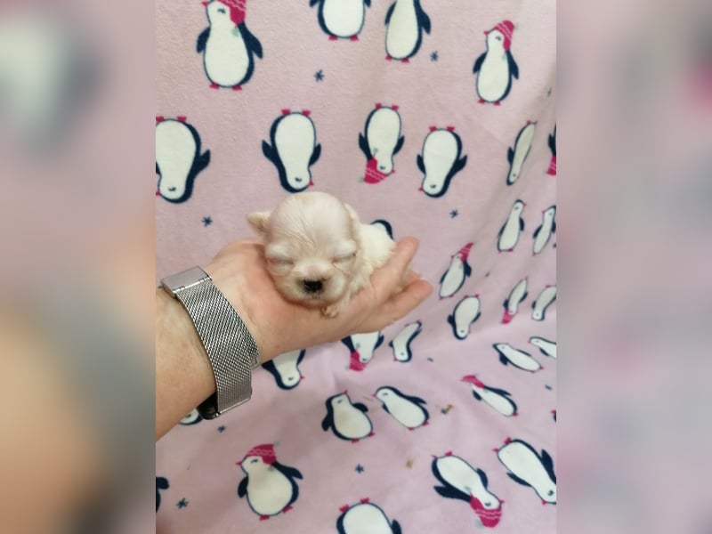 Shih Tzu Welpen weiss