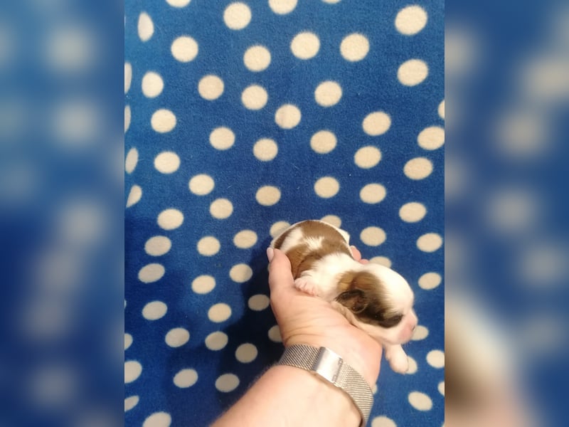 Shih Tzu Welpen