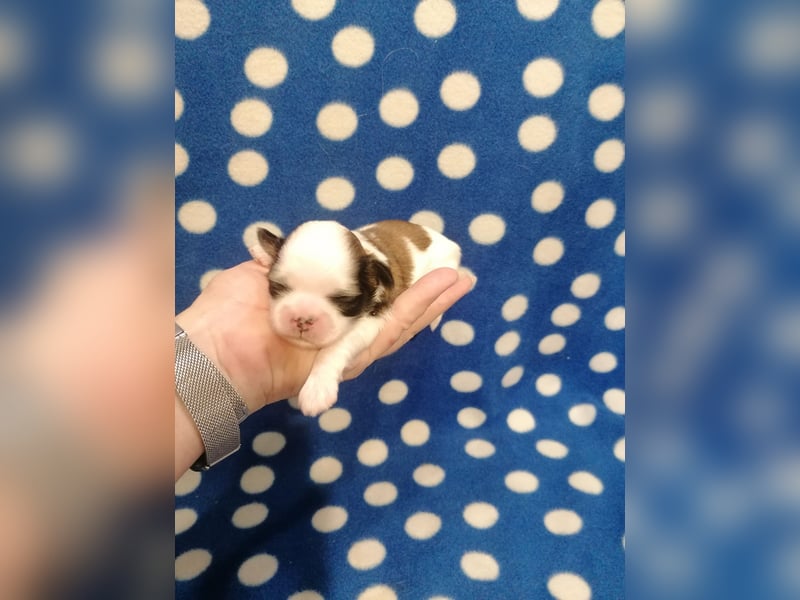 Shih Tzu Welpen