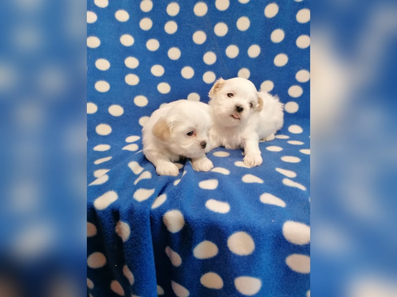 Shih Tzu Welpen weiss