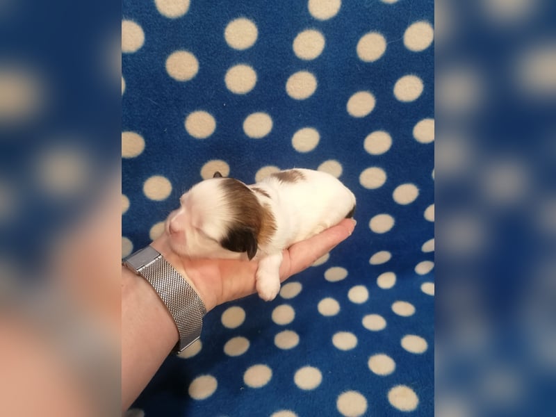 Shih Tzu Welpen