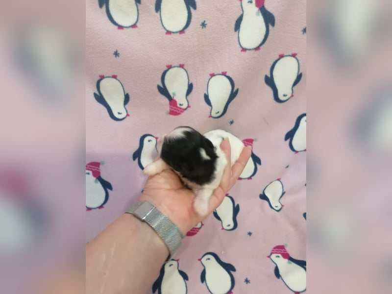 Shih Tzu Welpen