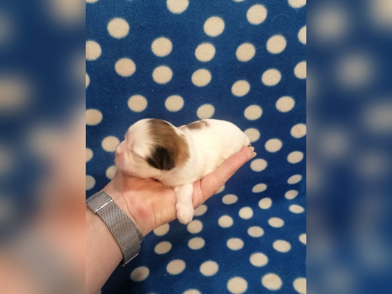 Shih Tzu Welpen