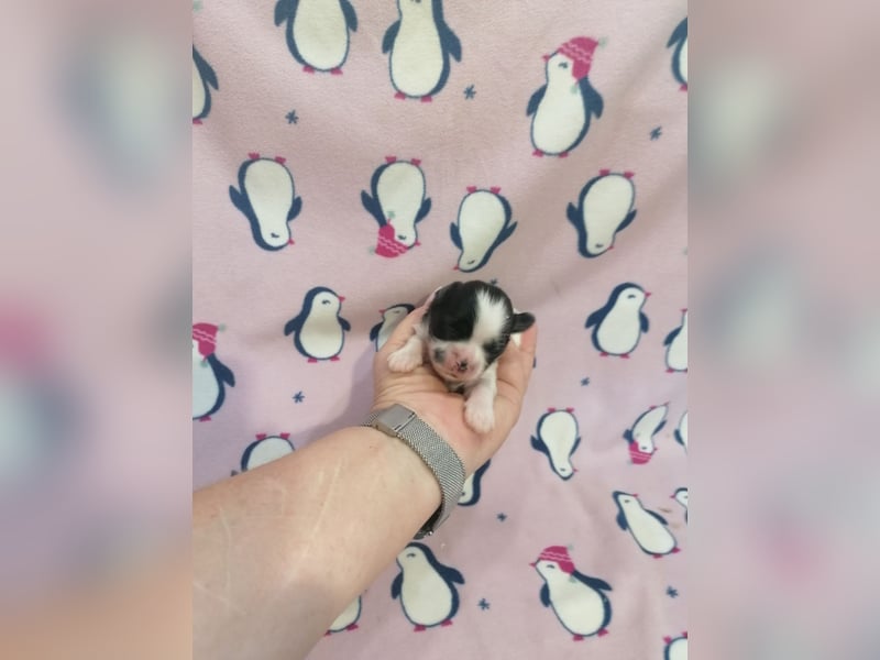 Shih Tzu Welpen