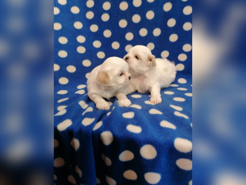 Shih Tzu Welpen weiss