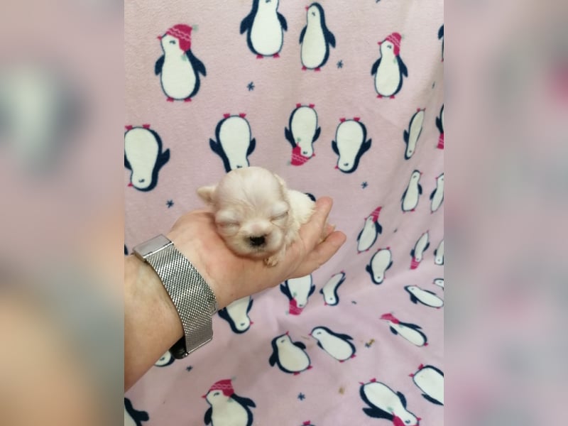 Shih Tzu Welpen weiss
