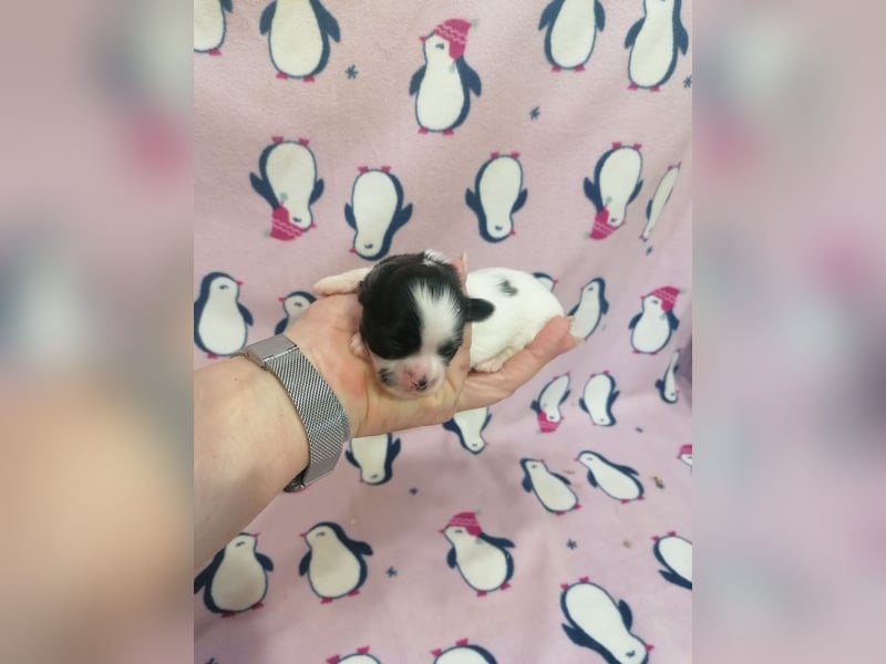 Shih Tzu Welpen