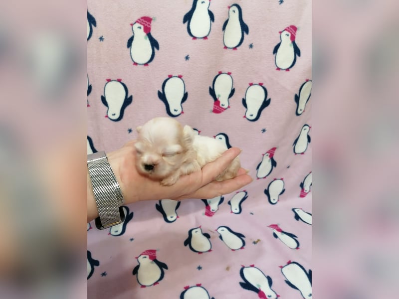 Shih Tzu Welpen weiss