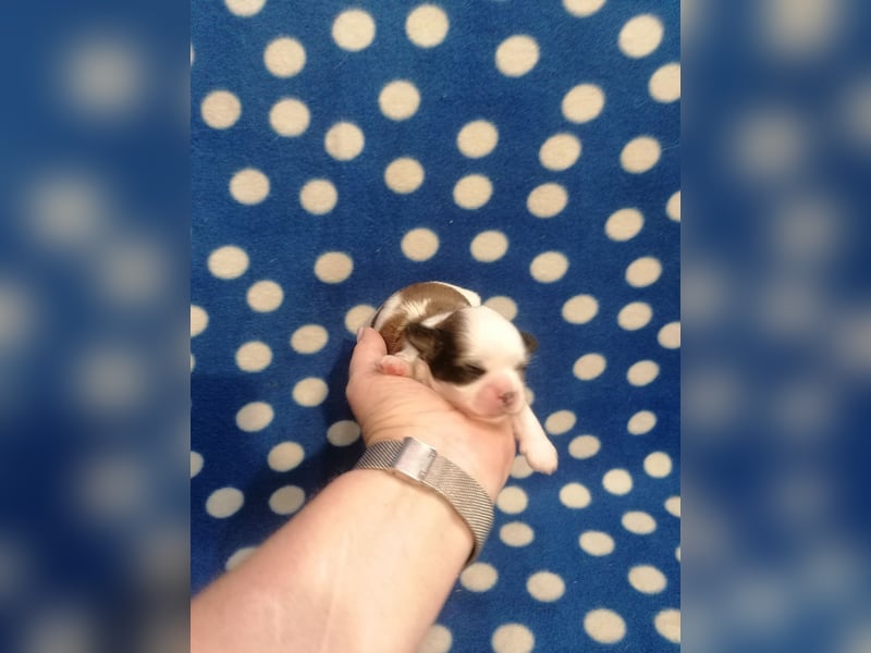 Shih Tzu Welpen