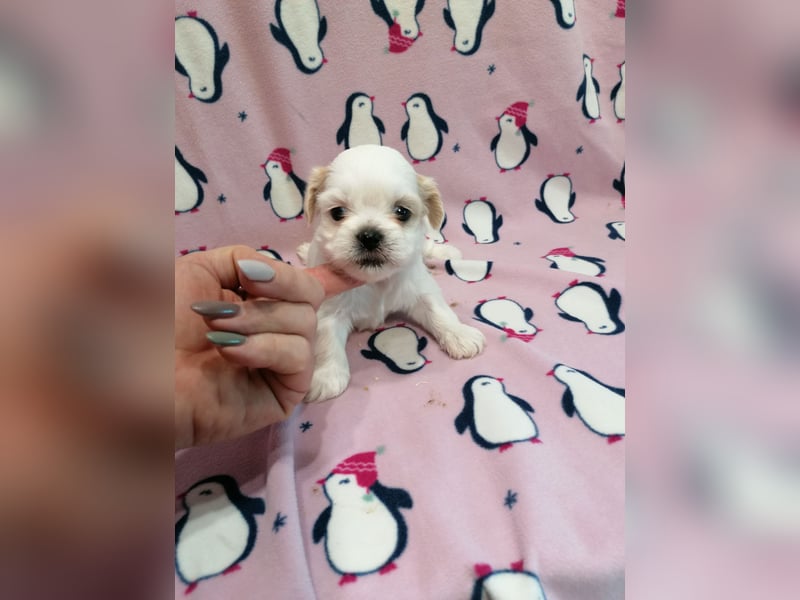 Shih Tzu Welpen weiss