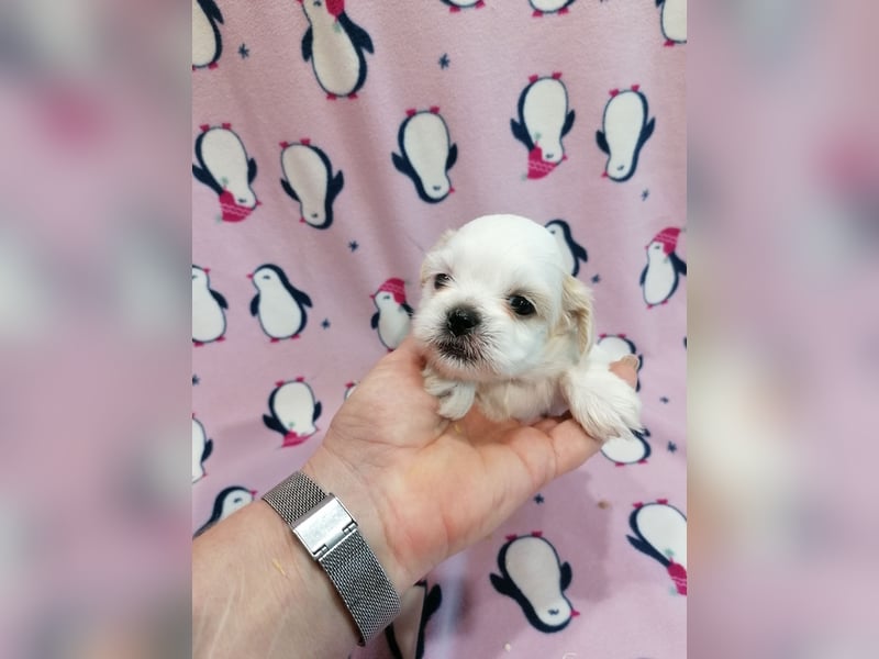 Shih Tzu Welpen weiss
