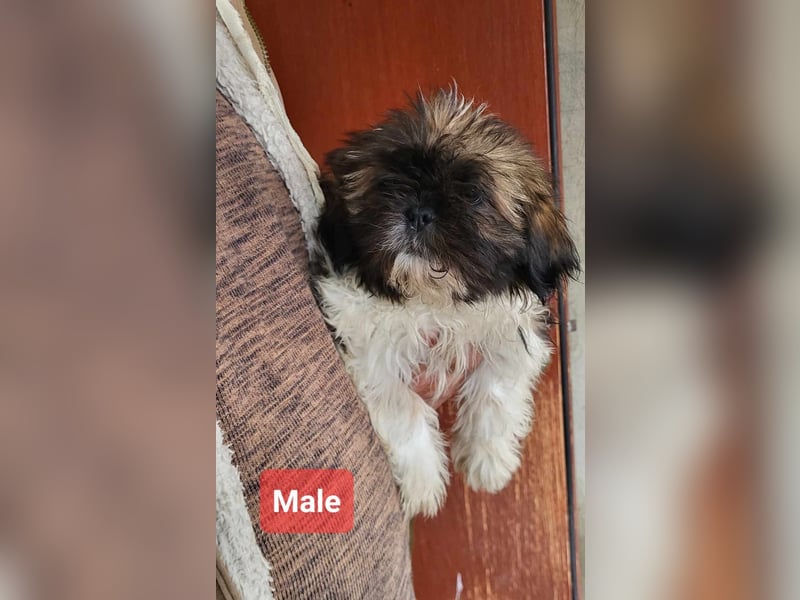 Welpenalarm!! Süße Shih Tzu suchen ein zuhause