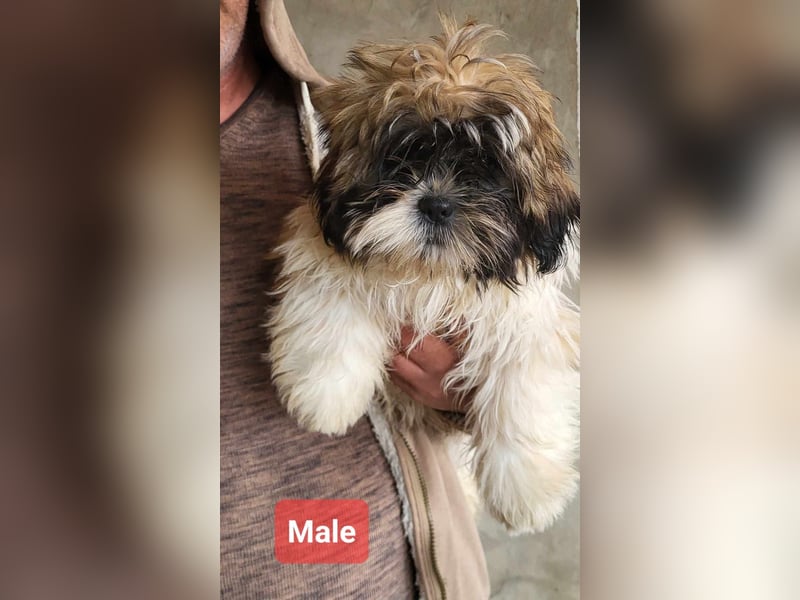 Welpenalarm!! Süße Shih Tzu suchen ein zuhause