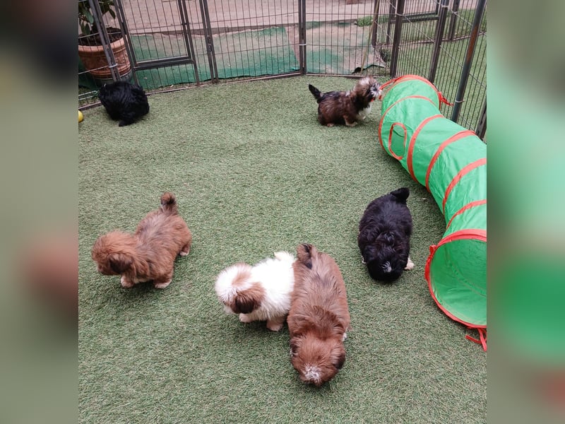Shih Tzu Welpen