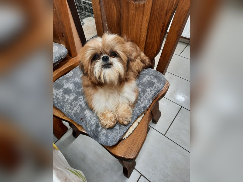 Shih Tzu Welpen