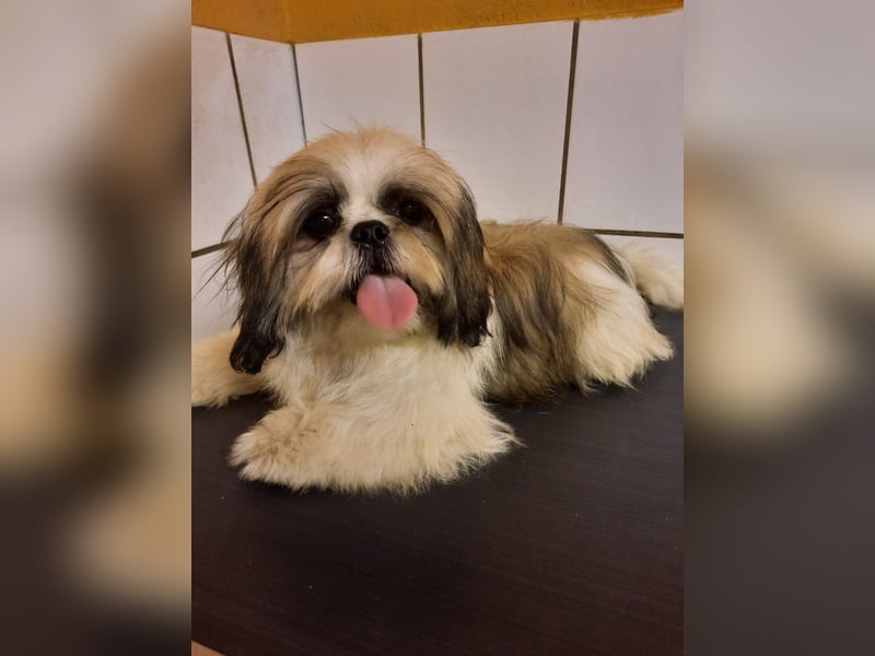 Shih Tzu Welpen