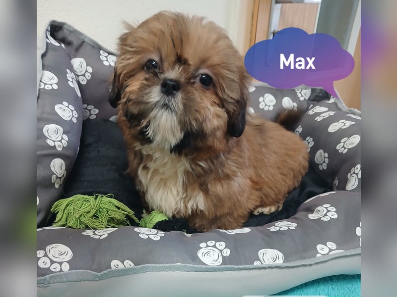 Shih Tzu Welpen