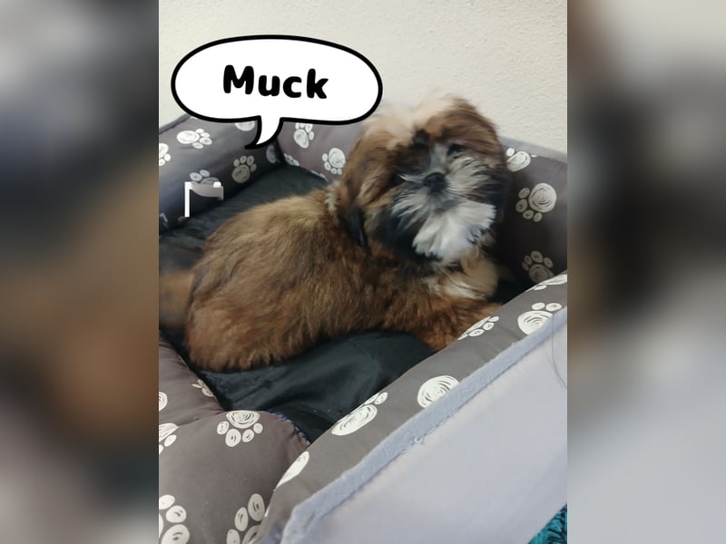 Shih Tzu Welpen