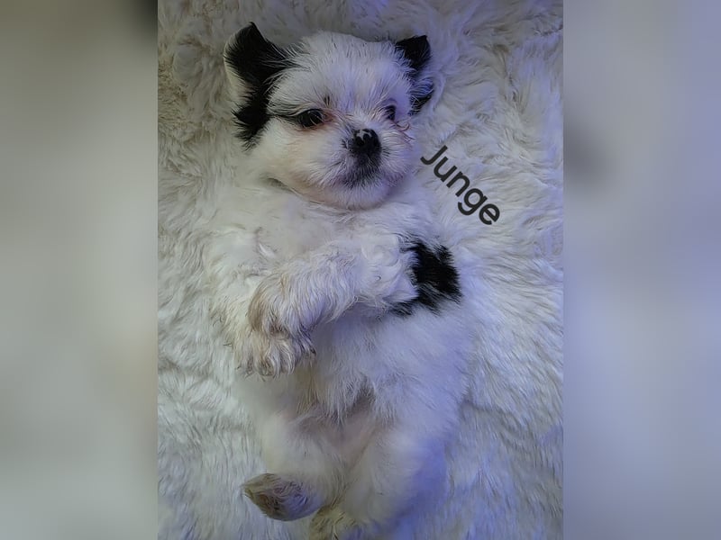 Shih tzu