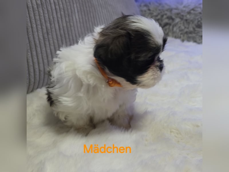 Shih tzu