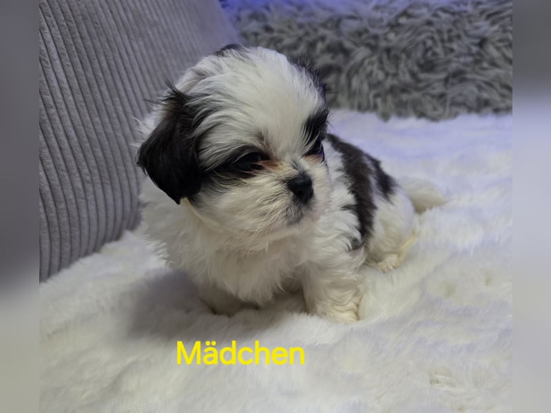 Shih tzu