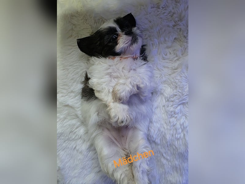Shih tzu