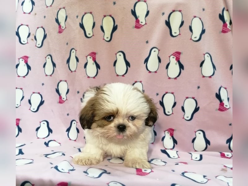 Shih Tzu Welpen