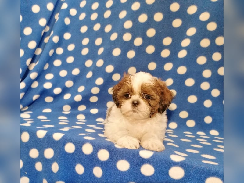 Shih Tzu Welpen