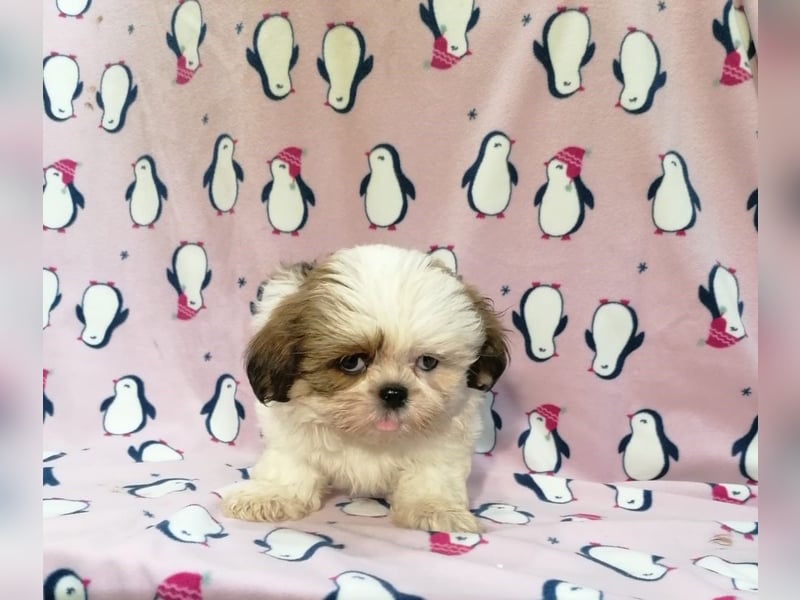 Shih Tzu Welpen