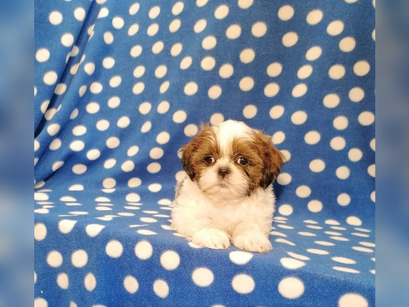 Shih Tzu Welpen