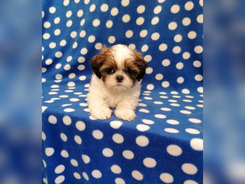 Shih Tzu Welpen