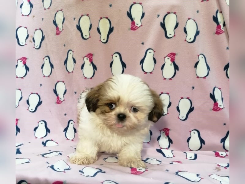 Shih Tzu Welpen