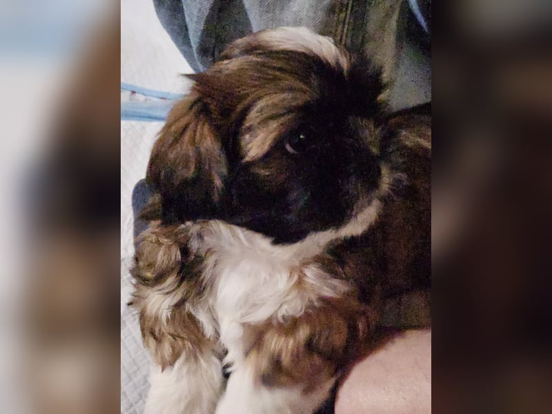 Reinrassige Shih Tzu 9 Wochen alt