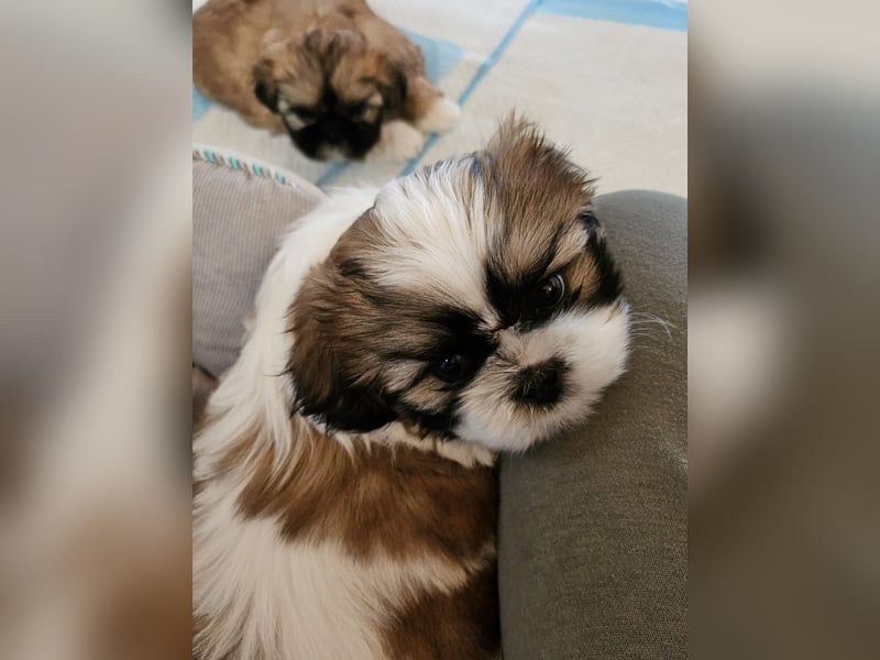 Shih Tzu Welpen Reinrassig