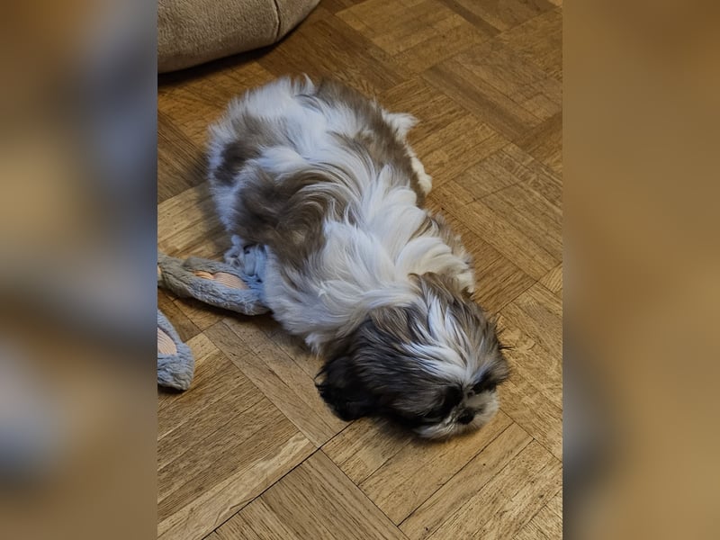 Shih Tzu Welpen Reinrassig