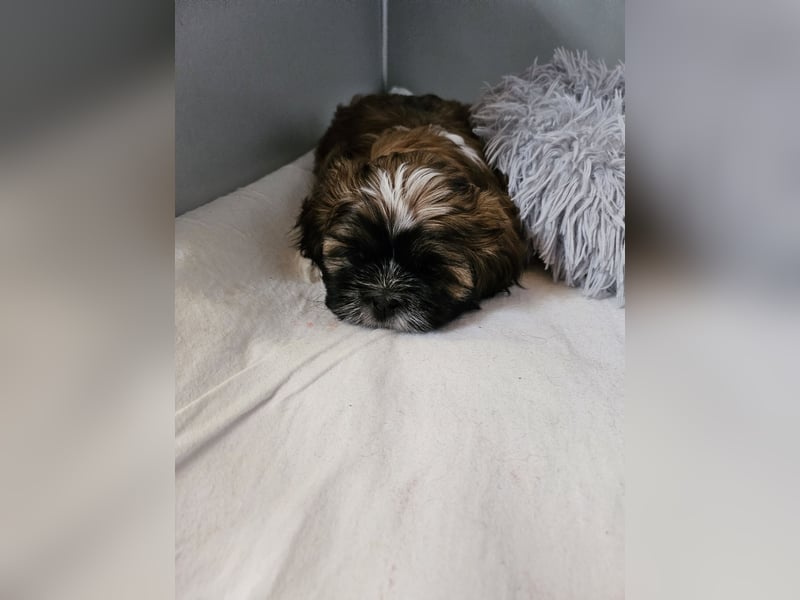 Shih Tzu Welpen Reinrassig