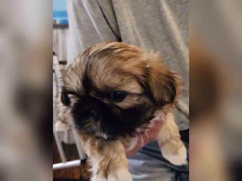 Shih Tzu Welpen Reinrassig