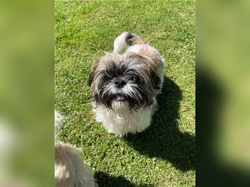 Wunderschöne, dreifarbige, reinrassige Shih Tzu Welpen