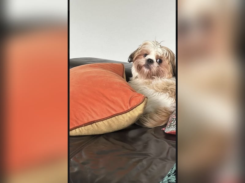 Shih Tzu Deckrüde