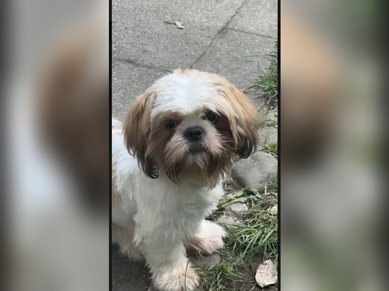 Shih Tzu Deckrüde