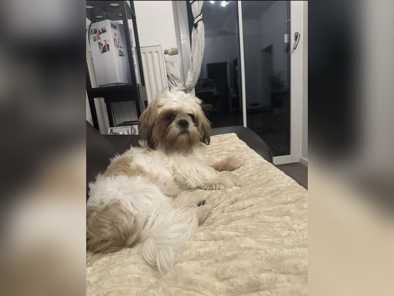 Shih Tzu Deckrüde